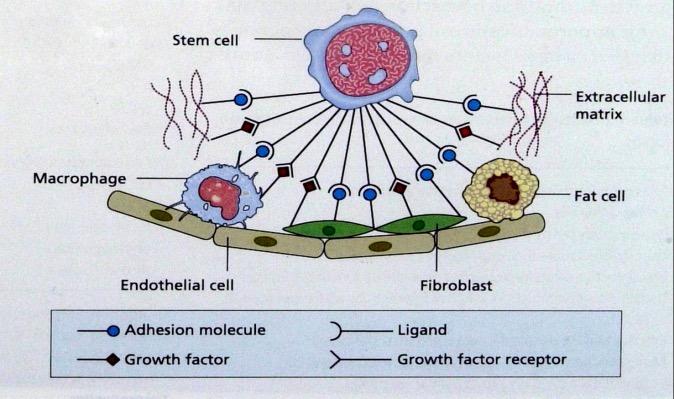Interaction of stromal cells, growth factors and haemopoietic cells Το μικροπεριβάλλον της μυελικής κοιλότητας, που φιλοξενεί το αιμοποιητικό όργανο, αποτελείται από ένα τεράστιο