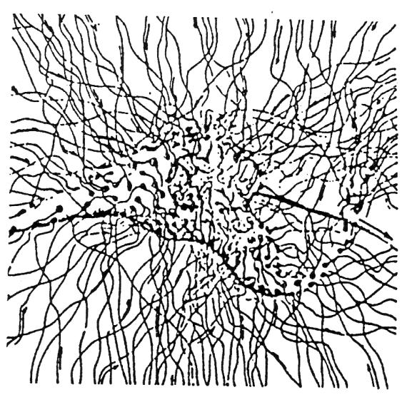 Ανθρώπινο Νευρωνικό Δίκτυο Σύνολο νευρώνων που ο