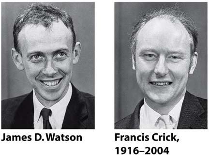 1953, Watson Crick, τρισδιάστατο μοντέλο της δομής του DNA Δύο αντιπαράλληλες έλικες αλυσίδων DNA Υδρόφιλοι