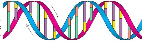Η διπλή έλικα του DNA μπορεί να σχηματιστεί