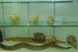 Δ) Ενημέρωση για τη Σχολική Ημερίδα και άλλες δράσεις που γίνονται στο πλαίσιο της δράσης Εβδομάδα ενημέρωσης για τον εγκέφαλο /Brain awareness