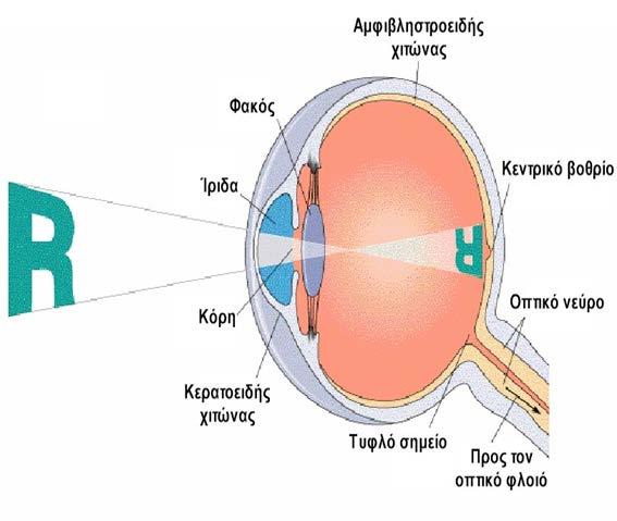 ΛΕΙΤΟΥΡΓΙΑ ΤΟΥ ΟΦΘΑΛΜΟΥ Από τον φακό το φως εστιάζεται και το είδωλο δημιουργείται ακριβώς επάνω στον αμφιβληστροειδή χιτώνα.