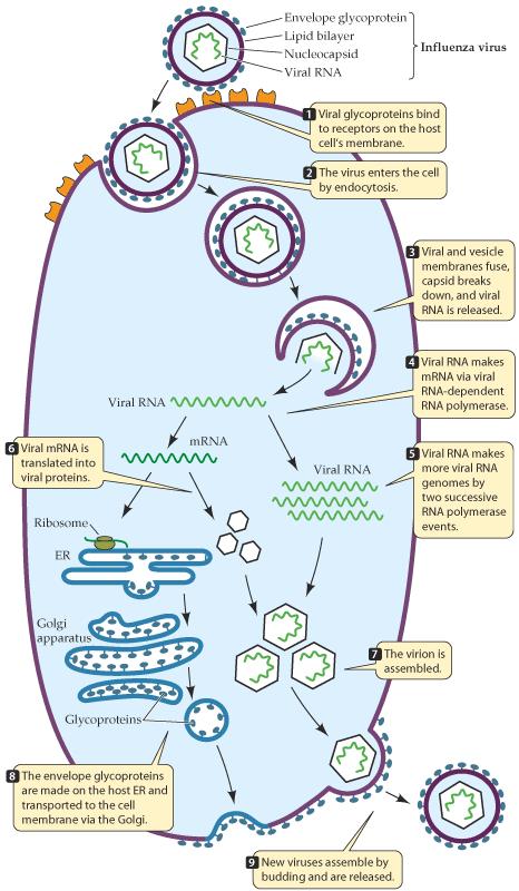 Κύκλος αναπαραγωγής των ιών των ζώων Α. Γυμνά βίρια : ενδοκύτωση, δράση λυτικών ενζύμων για τη λύση της πρωτεϊνικής κάψας, απελευθέρωση ιικού νουκλεϊκού οξέος Β.