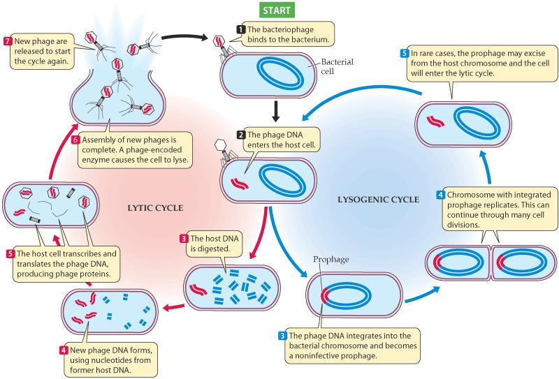 Κύκλος αναπαραγωγής των βακτηριοφάγων Φάση μόλυνσης Λυτικός κύκλος παθογόνοι ήπιοι φαγικό ένζυμο λύσης κυτ. τοιχ. ένζυμα λύσης του κυτ.