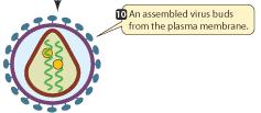 Ξεκινά από τα μακροφάγα και τελικά προσβάλλει Τ- λεμφοκύτταρα (γενικά όλα τα κύτταρα που περιέχουν CD4