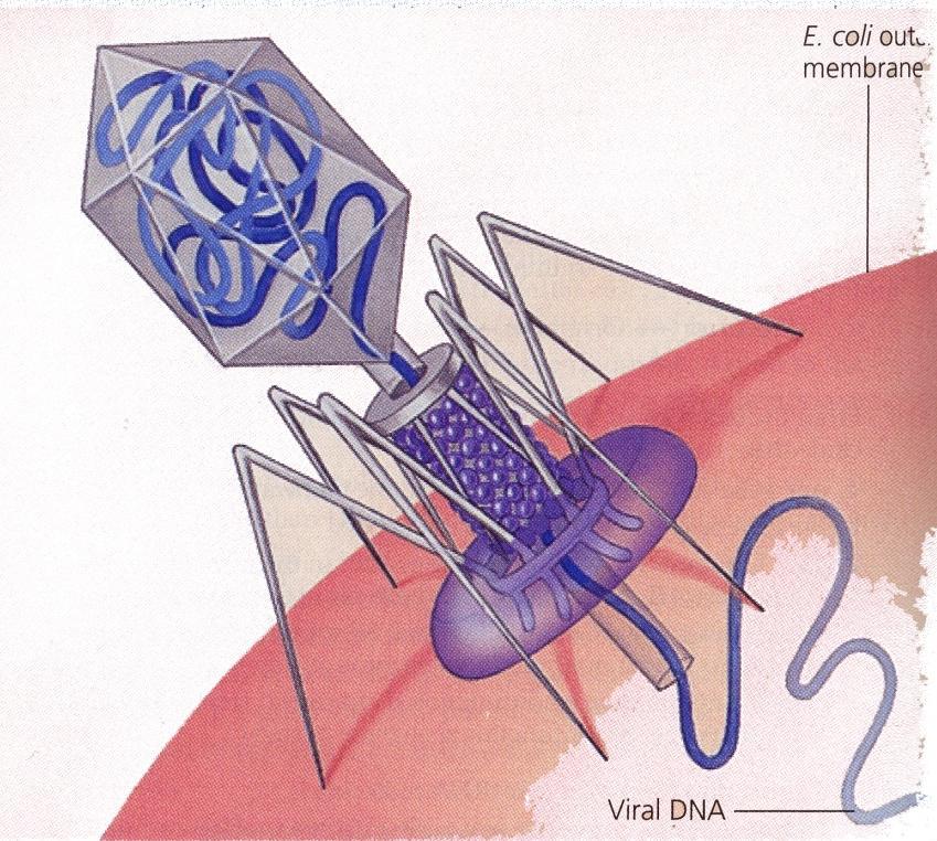 Η Δομή των ιών Υπερμικροσκοπικοί «οργανισμοί» (20-300nm) χωρίς κυτταρική δομή.