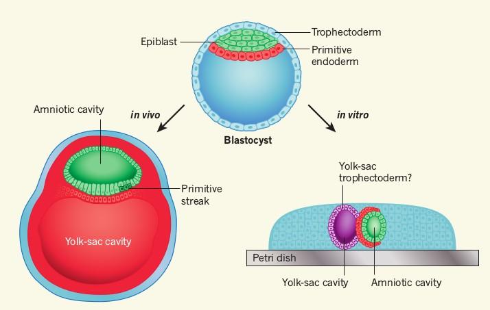 Gastruloids: Καλλιέργεια ανθρώπινου εμβρύου μέχρι το στάδιο