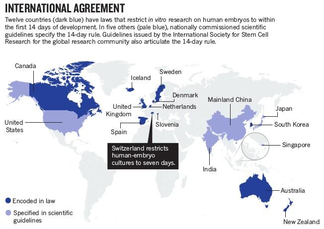 Ο κανόνας των 14 ημερών (Pluripotent)1977) Δεν επιτρέπεται η in vitro καλλιέργεια ανθρώπινων εμβρύων πέρα
