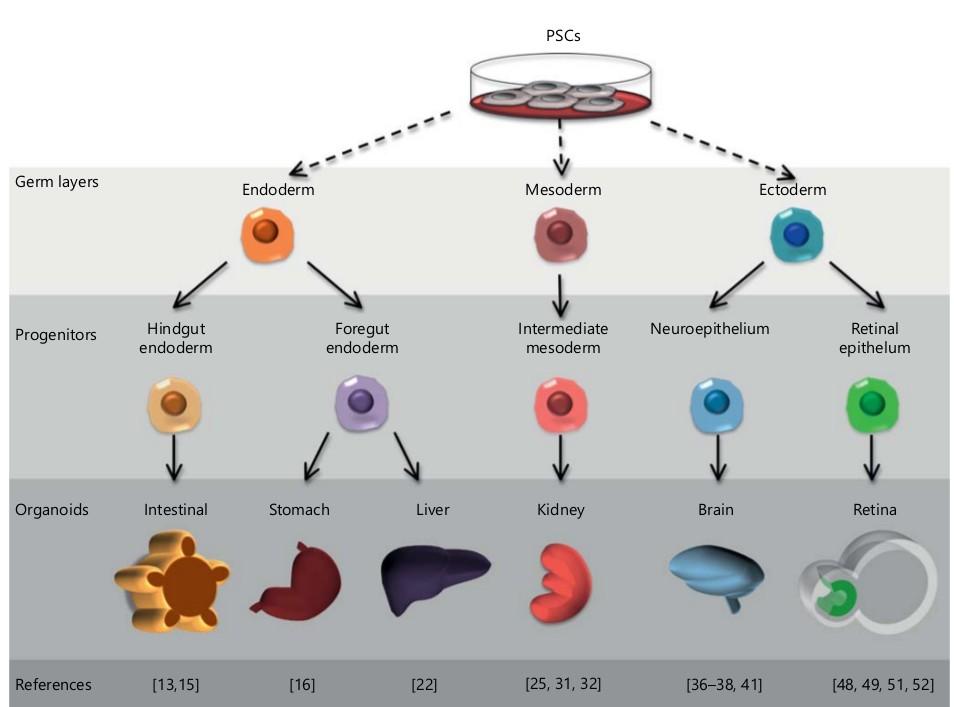 Organoids από πολυδύναμα βλαστικά κύτταρα (Pluripotent)2014- )
