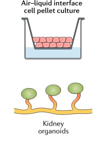 Νεφρικά οργανοειδή με τη μέθοδο