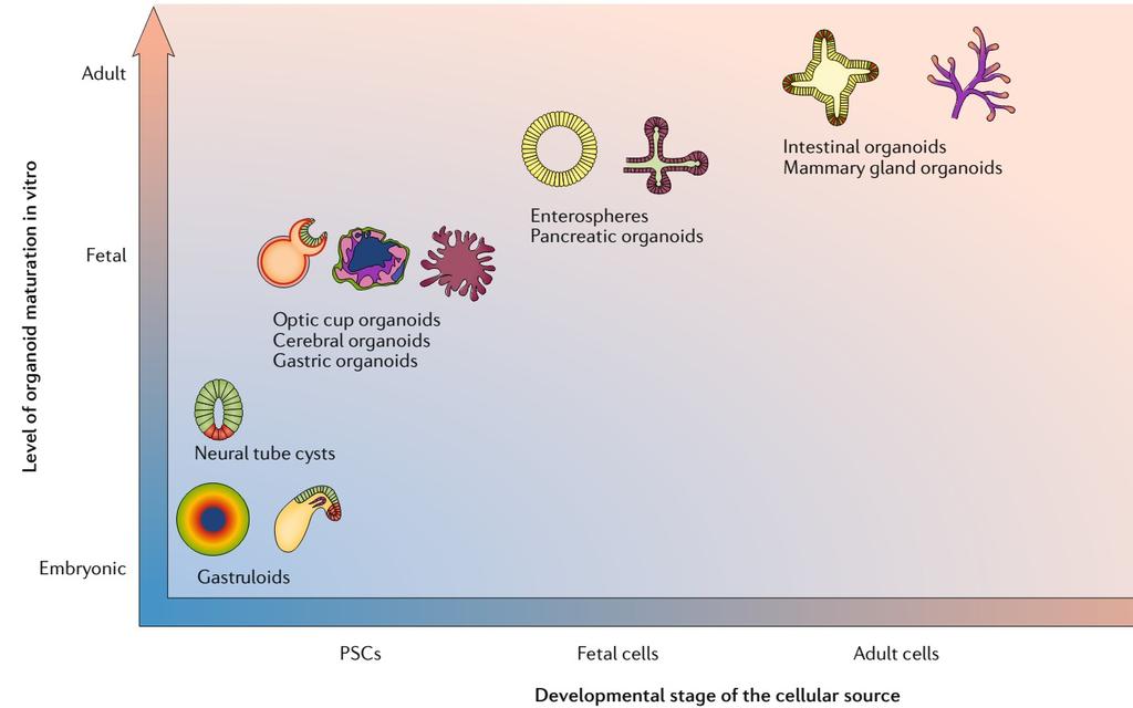 Η προέλευση των βλαστικών κυττάρων καθορίζει το βαθμό ωρίμανσης του οργανοειδούς Όταν ξεκινάμε με βλαστικά κύτταρα ενήλικα είναι ευκολότερο να οδηγηθούμε σε οργανοειδή