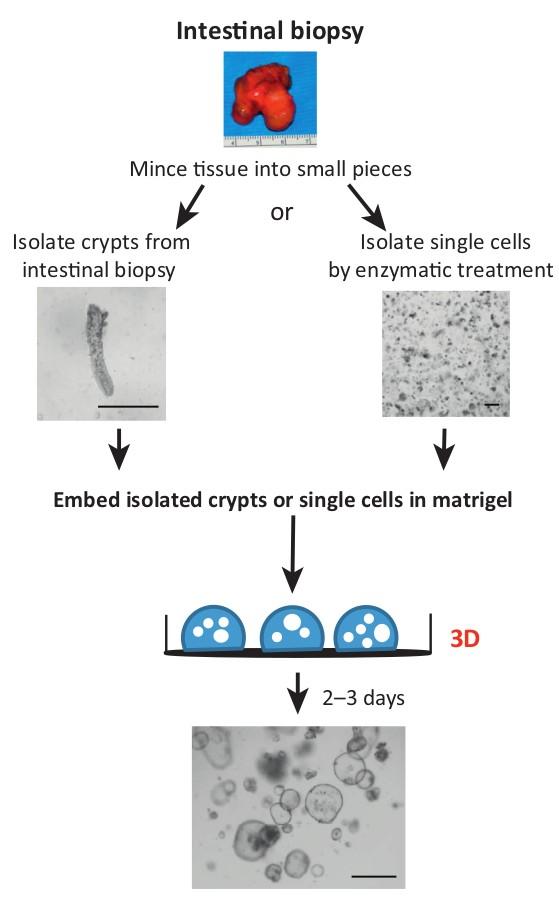 Στάδια σχηματισμού εντερικών οργανοειδών Απόκτηση τμήματος εντερικού ιστου με βιοψία Τεμαχισμός του ιστού σε μικρά τμήματα Απομόνωση είτε μικρών τμημάτων ιστού που περιέχουν τις ρύπτες του εντέρου