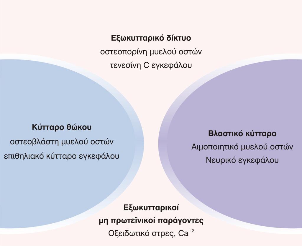 Τα βλαστικά κύτταρα ενός ιστού βρίσκονται σε