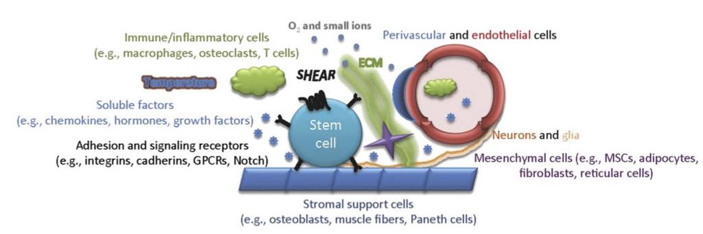Παράγοντες του Θώκου Κύτταρα του ανοσοποιητικού Ενδοθήλιο, νευρώνες και γλία Κύτταρα του υποστρώματος ( οστεοβλάστες, μυϊκά κύτταρα, Paneth κλπ Μεσεγχυματικα κύτταρα (ινοβλάστες, κύτταρα λιπωδους