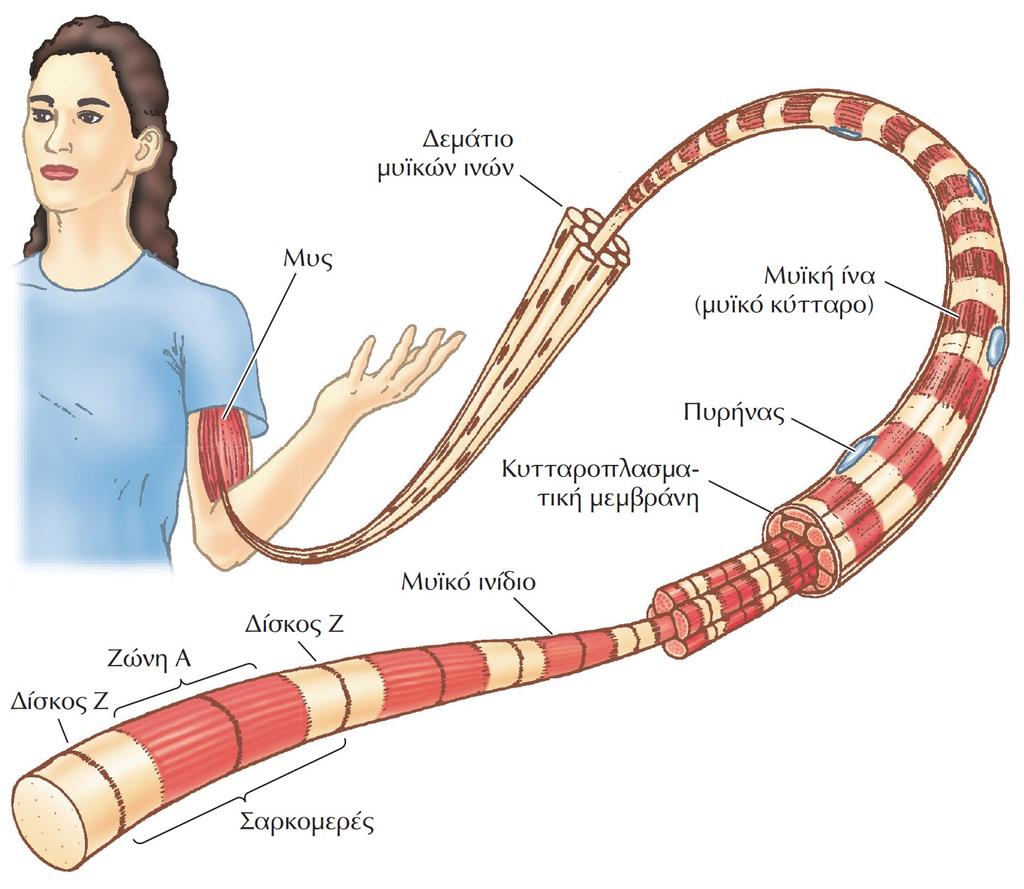 Δομή των μυϊκών κυττάρων. Οι μύες αποτελούνται από δεμάτια μεγάλων κυττάρων (που ονομάζονται μυϊκά κύτταρα ή μυϊκές ίνες).