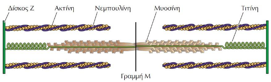 Τιτίνη και νεμπουλίνη Τα μόρια τιτίνης εκτείνονται από τον δίσκο Ζ έως τη γραμμή Μ και λειτουργούν ως ελατήρια που συγκρατούν τα ινίδια μυοσίνης στο