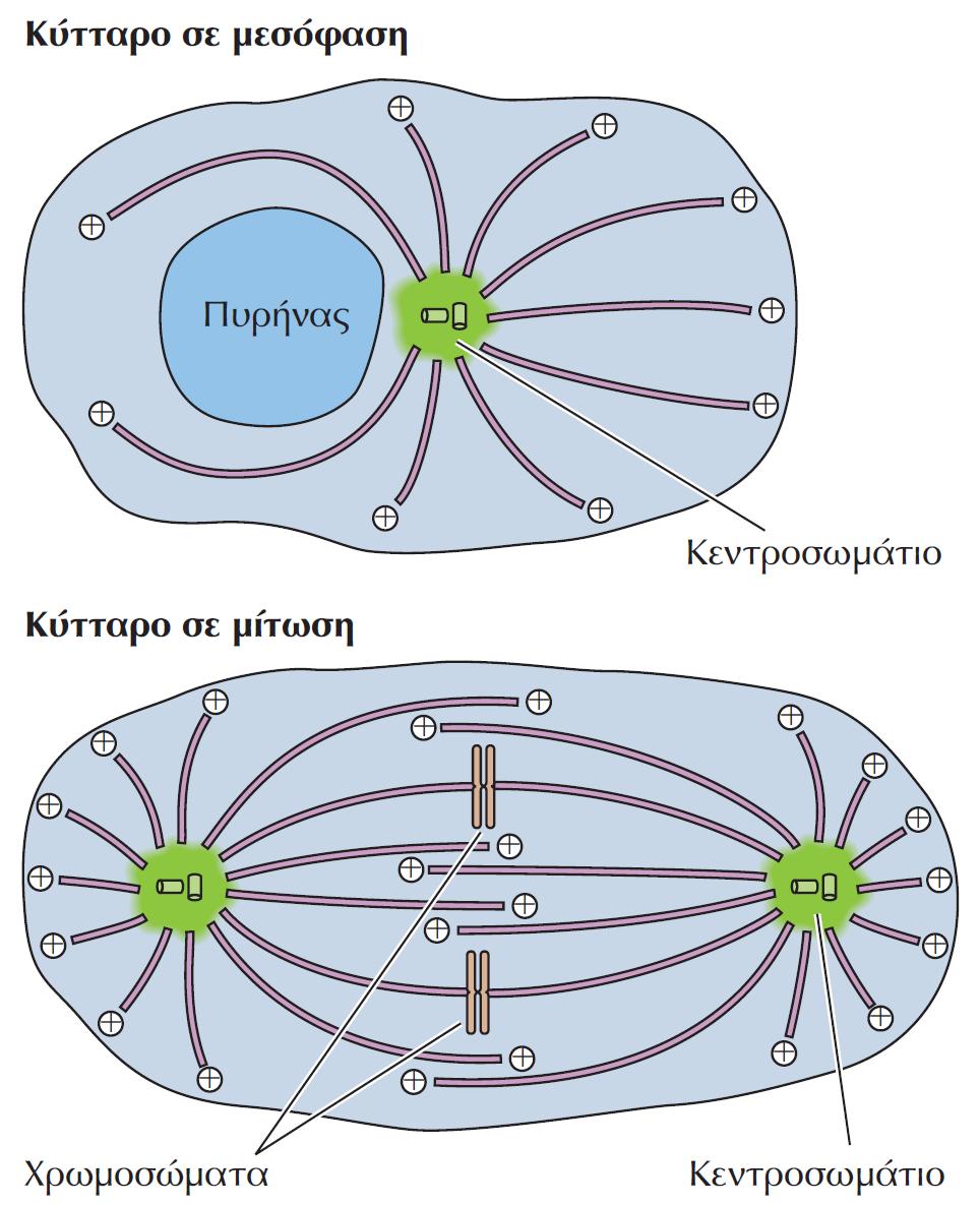 Ενδοκυτταρική οργάνωση