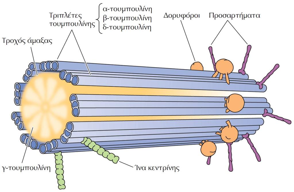 Η δομή ενός