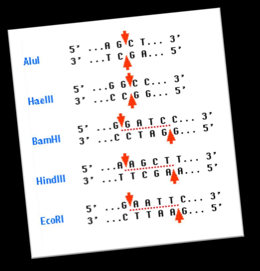 RFLPs Πολυμορφισμός μεγέθους περιοριστικών τμημάτων Είναι πολυμορφισμοί που παράγονται από τα διαφορετικά σημεία κοπής των περιοριστικών ενζύμων στα διαφορετικά άτομα ενός πληθυσμού Πολυμορφισμοί