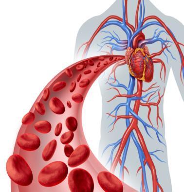 Σύσταση συμπληρωματικής διατροφής (ΣΔ) Επιπτώσεις στην υγεία Καρδιαγγειακό Αυξανόμενες ενδείξεις ότι η ταχεία ανάπτυξη κατά τη βρεφική ηλικία αυξάνει τον κίνδυνο καρδιαγγειακών νοσημάτων στην ενήλικο