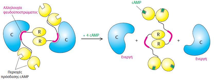 Η κυκλική AMP ενεργοποιεί την πρωτεϊνική κινάση A