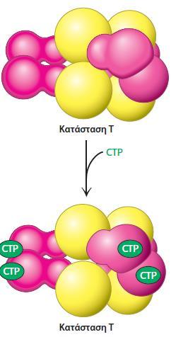 Oι αλλοστερικοί ρυθμιστές αλλάζουν την ισορροπία της μετάβασης από την T στην R μορφή Η πρόσδεση της CTP, όταν βρίσκεται