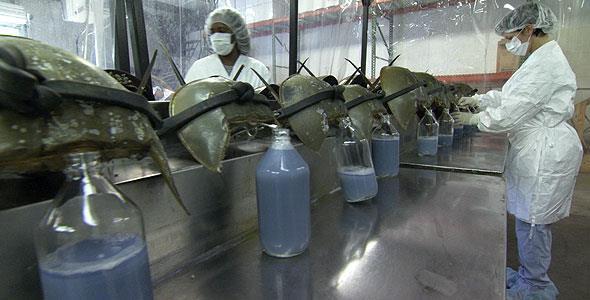 LAL test Μειονέκτημα της μεθόδου είναι ότι η μέθοδος