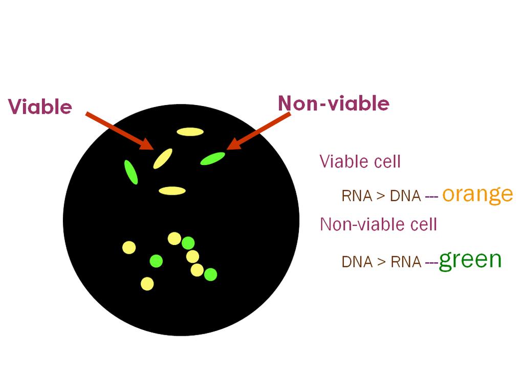 Direct Epifluorescence