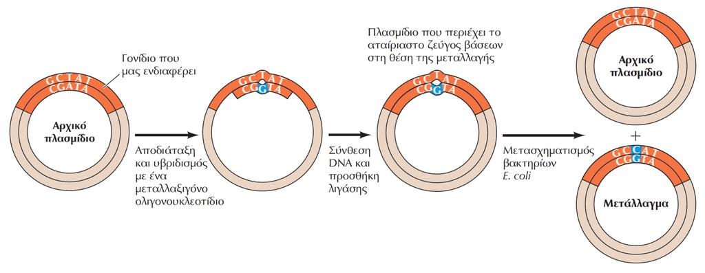 Κατευθυνόμενη μεταλλαξιγένεση μέσω ολιγονουκλεοτιδίου Ακαδημαϊκές Εκδόσεις 2011 Το κύτταρο-μια Μοριακή Προσέγγιση Ένα ολιγονουκλεοτίδιο που περιέχει την επιθυμητή μεταλλαγή (στο παράδειγμα αυτό την