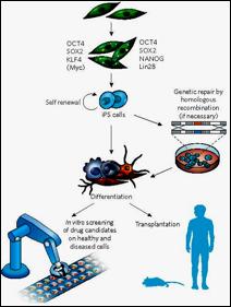 προς ένα πολυδύναμο κύτταρο και μάλιστα να παράξει ένα νέο πλήρη οργανισμό. Στην λογική του επαναπρογραμματισμού τα τελικώς διαφοροποιημένα κύτταρα (π.χ.