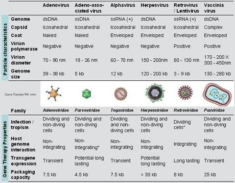 Εικόνα 2. Σύγκριση διαφορερικών ιϊκών φορέων που χρησιμοποιούνται για γονιδιακή θεραπεία: σύνοψη πλεονεκτημάτων και μεινονεκτημάτων.