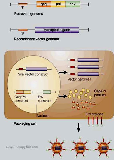 Το γεγονός ότι το γενετικό υλικό του ιού ενσωματώνεται και αποτελεί πλέον μέρος του γονιδιώματος του ξενιστή κυττάρου, μας επιτρέπει να πούμε ότι το κύτταρο-ξενιστής έχει τροποιηθεί περιέχοντας ένα