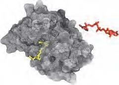 The enzyme dihydrofolate reductase with its substrate NADP (red), unbound and bound.