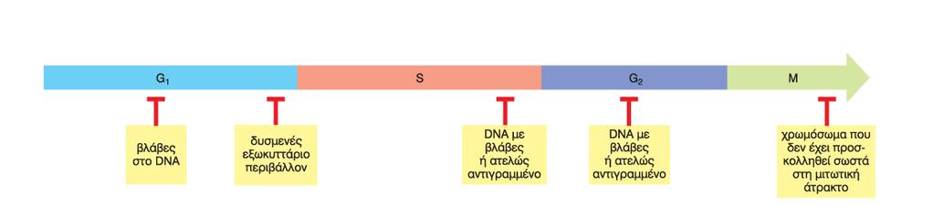 Έλεγχος για βλάβες στο DNA Βλάβες στο DNA