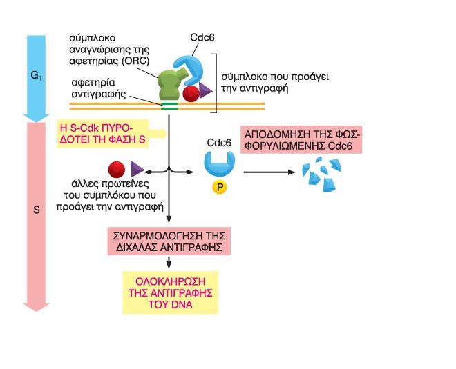H S-Cdk ρυθμίζει την