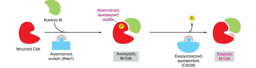 Η Μ-Cdk ενεργοποιείται μετά από