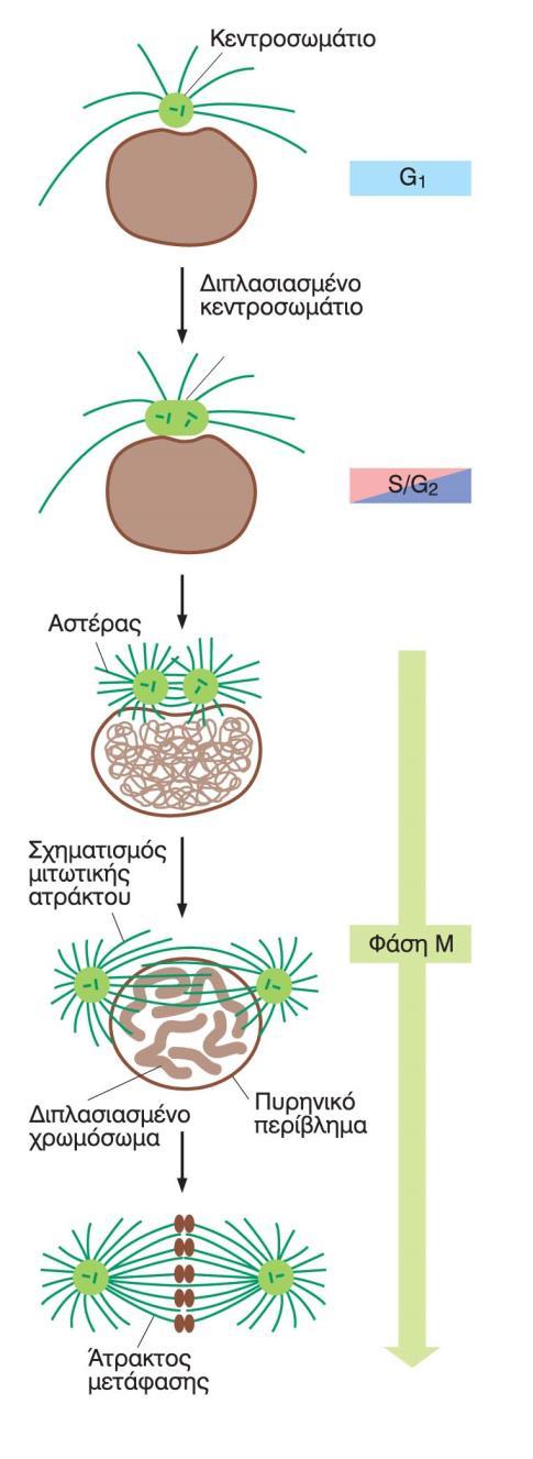 Ο κύκλος του κεντροσωματίου O διπλασιασμός των κεντροσωματίων είναι απαραίτητος για το σχηματισμό των πόλων της μιτωτικης