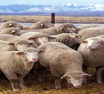 sheep milk.