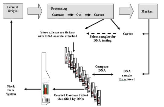 DNA