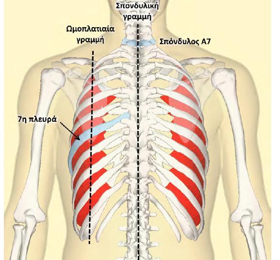 Όρια του πνεύμονα και οδηγά σημεία Όταν ο εξεταζόμενος κάμπτει τον τράχηλο, η απόφυση που εξέχει περισσότερο είναι η 7η αυχενική (ενίοτε μπορεί να είναι η 1η θωρακική).