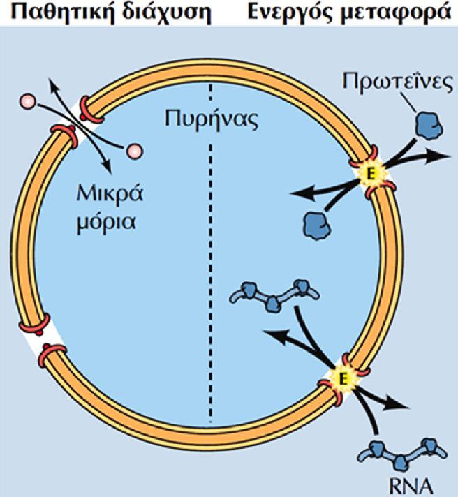 Τα σύμπλοκα των πυρηνικών πόρων (NPC) είναι οι μόνοι δίαυλοι που επιτρέπουν τη μεταφορά μικρών πολικών μορίων, ιόντων και μακρομορίων (πρωτεϊνών & RNA) ανάμεσα στον πυρήνα και το κυτταρόπλασμα.