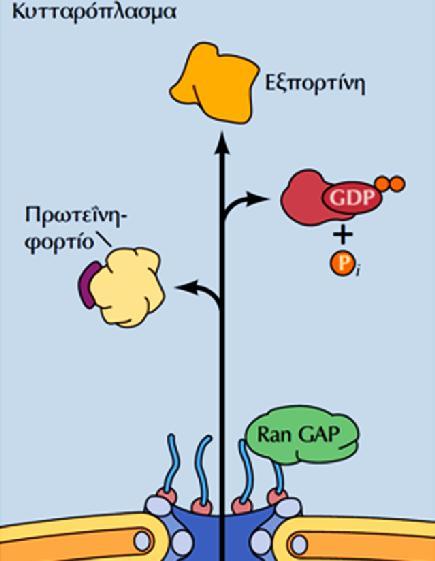 Μηχανισμός μεταφοράς από τον πυρήνα (Nuclear export): ΕΙΚΟΝΑ 9.12: Εξαγωγή πρωτεϊνών από τον πυρήνα.