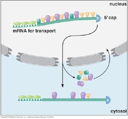 14: Μεταφορά ενός Σωμάτιο RNP συμπλόκου ριβονουκλεοπρωτεΐνης.
