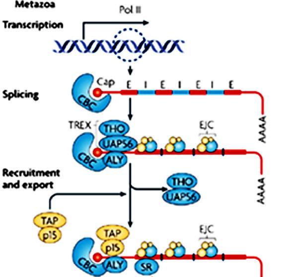 Πυρηνική εξαγωγή των μορίων mrna Τα πρόδρομα μόρια προ-mrna συνθέτονται από την RNA πολυμεράση (Pol)-II, αποκτούν την 5 καλύπτρα 7-μεθυλογουανοσίνης (Cap) όπου δεσμεύονται οι πρωτεΐνες CBC (Cap