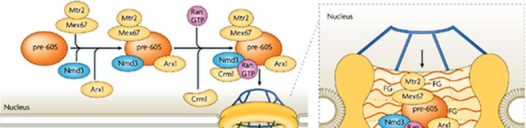 Ο υποδοχέας εξαγωγής Crm1 δεσμεύεται παρουσία της RanGTP στην αλληλουχία NES της προσαρμοστικής πρωτεΐνης Nmd3 NPC RanGAP Μεταφορά των μορίων rrna: Τα ριβοσωμικά RNA συνδέονται αρχικά με