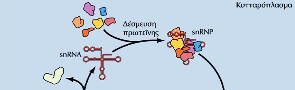 Μεταφορά των μορίων snrna: Σε αντιδιαστολή με τα μόρια mrna, trna και rrna, που ασκούν τη λειτουργία τους στο κυτταρόπλασμα, πολλά μικρά μόρια RNA (snrna και snorna) λειτουργούν
