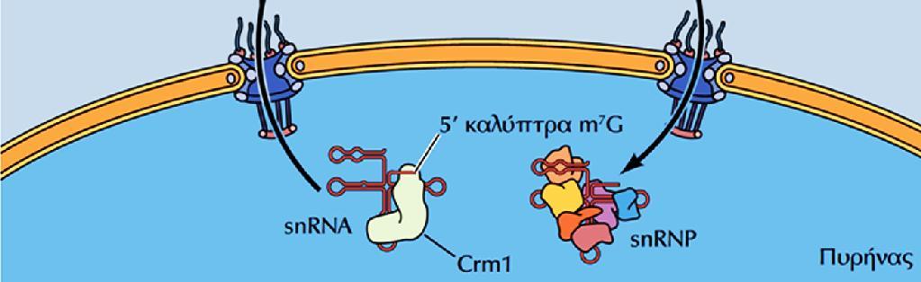 Τα snrna μεταφέρονται αρχικά από τον πυρήνα στο κυτταρόπλασμα, όπου συνδέονται με πρωτεΐνες για να σχηματίσουν λειτουργικά snrnp και στη συνέχεια επαναφέρονται στον πυρήνα.