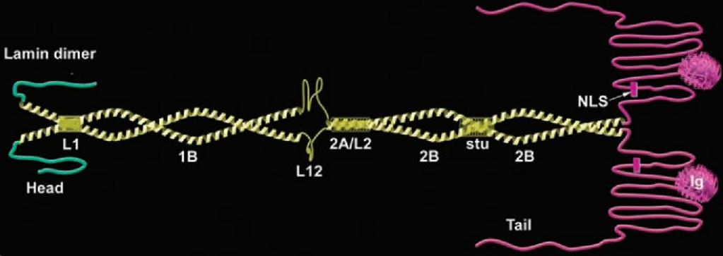 Οι λαμίνες A και C είναι οι κύριοι τύποι, ενώ η C2 εκφράζεται στους όρχεις και η ΑΔ10 στα σωματικά κύτταρα με άγνωστο ρόλο. Λαμίνες τύπου Β: B1, B2 και B3.