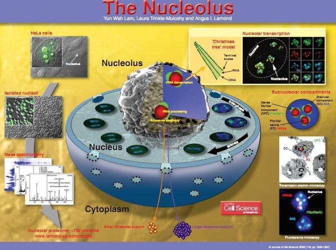 Ο πυρηνίσκος και η επεξεργασία του rrna Το εμφανέστερο από τα πυρηνικά σωμάτια είναι ο πυρηνίσκος (nucleolus), που αποτελεί τη θέση μεταγραφής και επεξεργασίας του rrna, καθώς και τη θέση έναρξης της