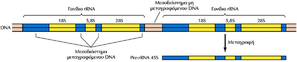 Γονίδια του ριβοσωμικού rrna και οργάνωση του πυρηνίσκου Ο πυρηνίσκος, που δεν περιβάλλεται από μεμβράνη, συνδέεται με χρωμοσωμικές περιοχές όπου περιέχονται τα γονίδια 5.8S, 18S και 28S rrna.